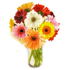 Daisies / Gerberas - Online Flower Delivery to Manila
